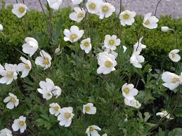 Image result for Anemonenarten