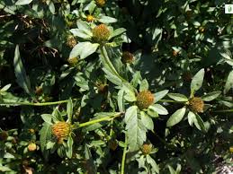 Attēlu rezultāti vaicājumam “Bidens tripartita flower”