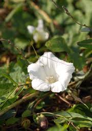 Attēlu rezultāti vaicājumam “Calystegia sepium fruit”