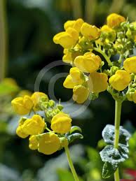 Image result for Calceolaria integrifolia
