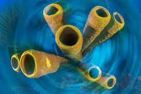 Attēlu rezultāti vaicājumam “Tubifera applanata”