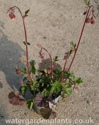 Attēlu rezultāti vaicājumam “Geum rivale leaf”