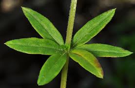 Attēlu rezultāti vaicājumam “Galium triflorum leaf”