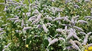 Attēlu rezultāti vaicājumam “Mentha longifolia flower”