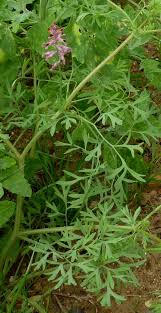 Attēlu rezultāti vaicājumam “Fumaria officinalis leaf”