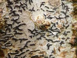 Attēlu rezultāti vaicājumam “Opegrapha atra”