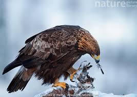 Attēlu rezultāti vaicājumam “Aquila chrysaetos adult”