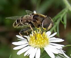 Attēlu rezultāti vaicājumam “Eristalis sp.”