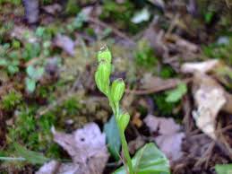 Attēlu rezultāti vaicājumam “Liparis loeselii leaf”