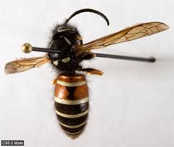 Attēlu rezultāti vaicājumam “Vespula rufa”