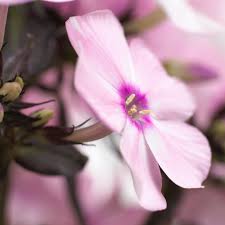 Image result for Phlox paniculata `Sweet Summer`