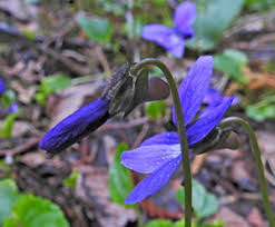 Attēlu rezultāti vaicājumam “Viola uliginosa bud”