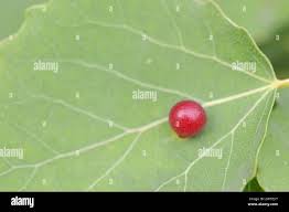 Attēlu rezultāti vaicājumam “Harmandia”