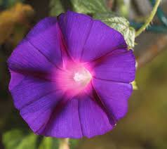Image result for Ipomoea purpurea