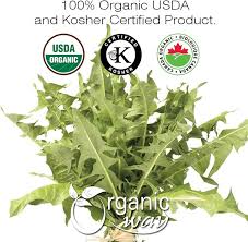 Attēlu rezultāti vaicājumam “Taraxacum officinale aggr. leaf”