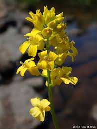 Attēlu rezultāti vaicājumam “Barbarea vulgaris subsp. arcuata flower”
