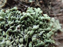 Attēlu rezultāti vaicājumam “Menegazzia terebrata”