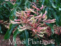 Attēlu rezultāti vaicājumam “Aesculus x hybrida”