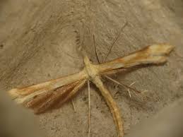 Attēlu rezultāti vaicājumam “Gillmeria pallidactyla”