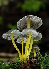 Attēlu rezultāti vaicājumam “Mycena epipterygia”