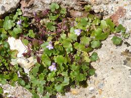 Attēlu rezultāti vaicājumam “Cymbalaria muralis flower”