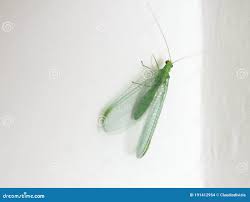 Attēlu rezultāti vaicājumam “Chrysopa”