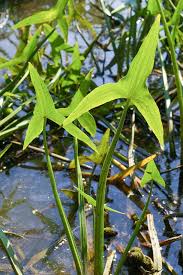 Attēlu rezultāti vaicājumam “Sagittaria sagittifolia leaf”