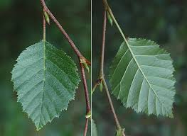 Attēlu rezultāti vaicājumam “Alnus”