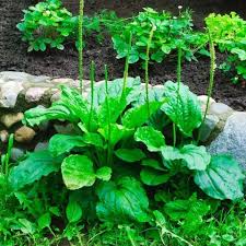 Attēlu rezultāti vaicājumam “Plantago major subsp. intermedia leaf”