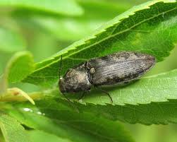 Attēlu rezultāti vaicājumam “Prosternon tessellatum”