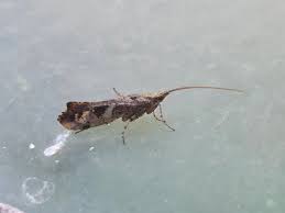 Attēlu rezultāti vaicājumam “Glyphotaelius pellucidus”