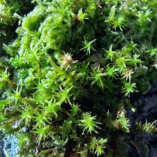 Attēlu rezultāti vaicājumam “Dicranum flagellare”