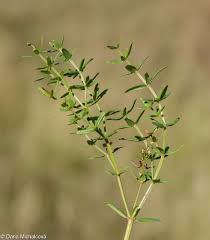 Attēlu rezultāti vaicājumam “Galium boreale fruit”