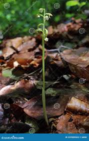 Attēlu rezultāti vaicājumam “Corallorhiza trifida”