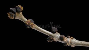 Attēlu rezultāti vaicājumam “Fraxinus excelsior bud”