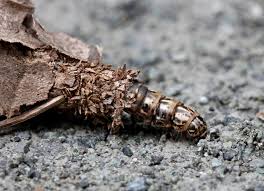 Attēlu rezultāti vaicājumam “Canephora hirsuta”