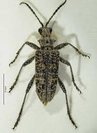 Attēlu rezultāti vaicājumam “Rhagium inquisitor”