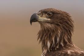 Attēlu rezultāti vaicājumam “Haliaeetus albicilla adult”