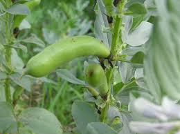 Attēlu rezultāti vaicājumam “Vicia faba”