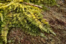 Attēlu rezultāti vaicājumam “Hypnum cupressiforme”