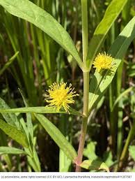 Attēlu rezultāti vaicājumam “Lysimachia thyrsiflora”