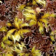 Attēlu rezultāti vaicājumam “Tomentypnum nitens”