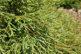 Attēlu rezultāti vaicājumam “Thuja occidentalis leaf”