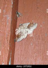 Attēlu rezultāti vaicājumam “Plagodis pulveraria”