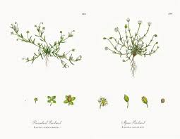 Attēlu rezultāti vaicājumam “Sagina procumbens”