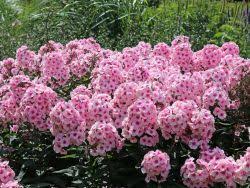 Image result for Phlox (großblumig)