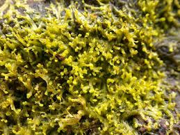 Attēlu rezultāti vaicājumam “Frullania fragilifolia macro”