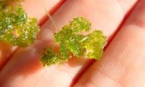 Attēlu rezultāti vaicājumam “Nitella sp.”