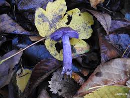 Attēlu rezultāti vaicājumam “Lepista nuda”