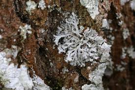 Attēlu rezultāti vaicājumam “Anaptychia ciliaris”